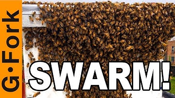 Watch My Urban Beehive Swarm, It