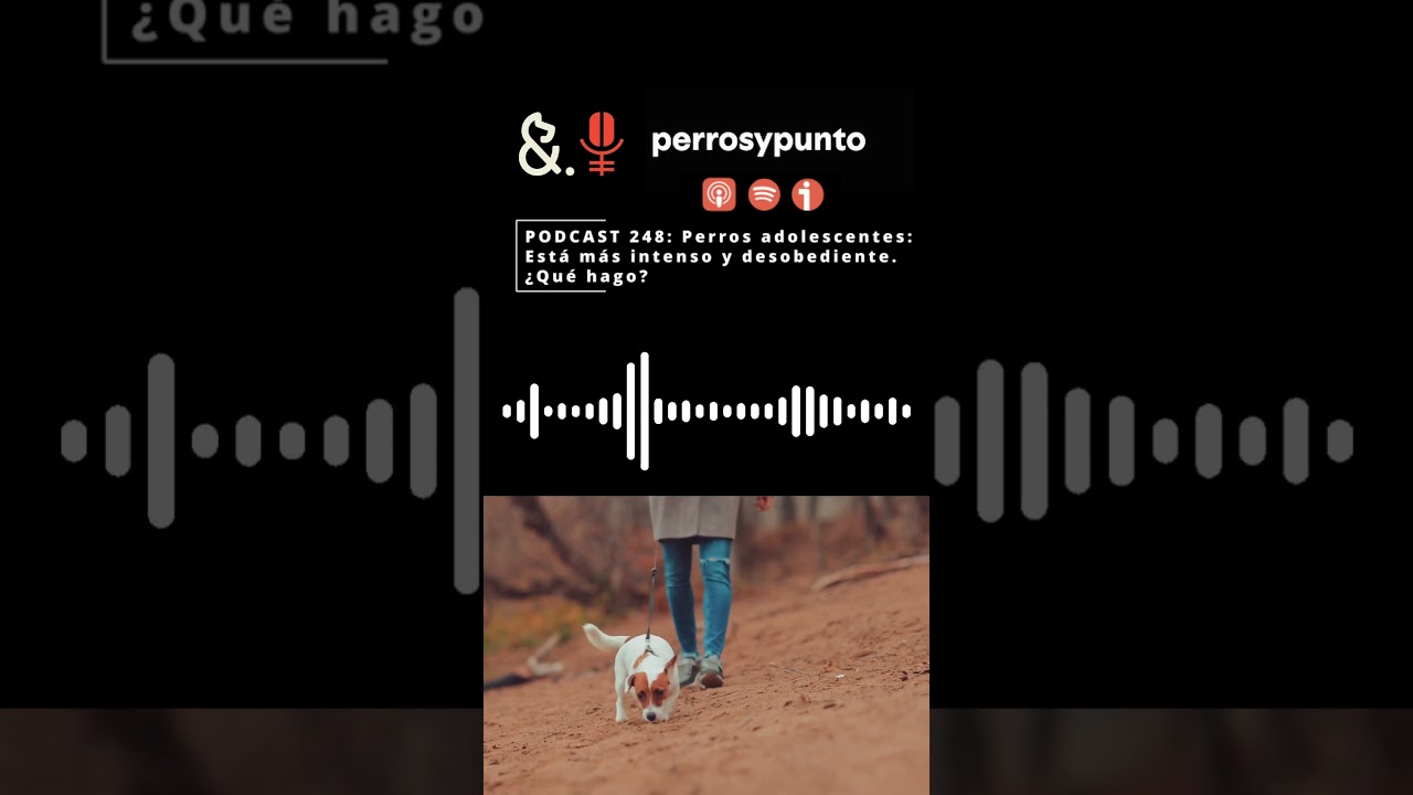 Cuándo deja de ser cachorro un perro? » Qanimals, image size:1280x720