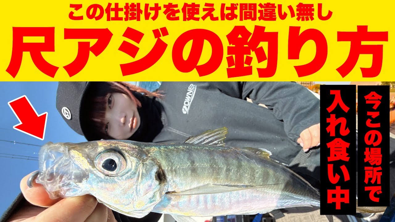 There is a feeding frenzy of giant horse mackerel over 40cm and
