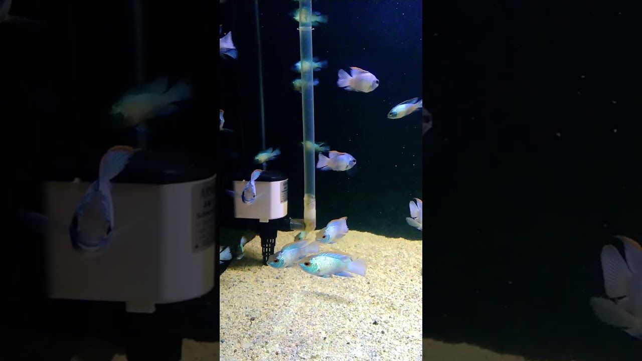 EBA - elektric blue acara cichlid size 5cm