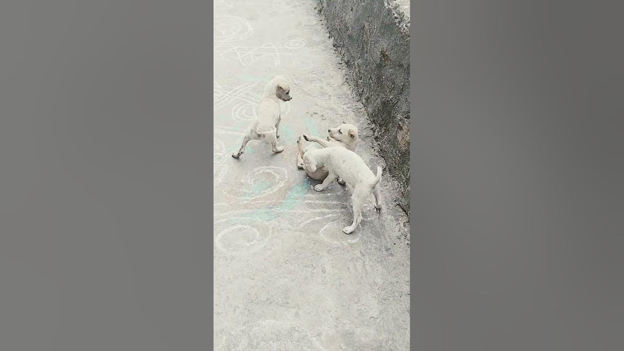 2-vs-1-fighting-youtube