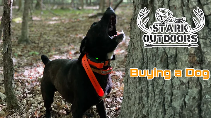 Squirrel Hunting with Mountain Cur, The Pup No One...