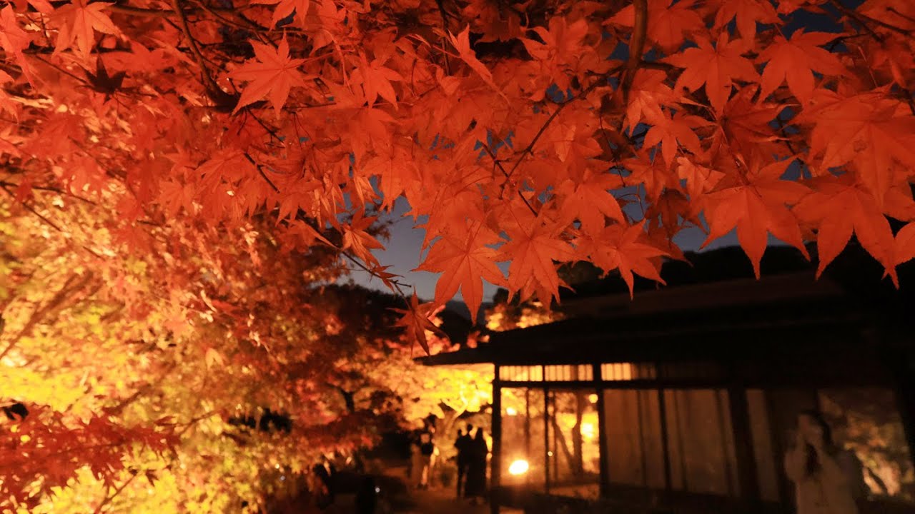 彩前線〉漆黒に妖しい輝き 市街地で夜の紅葉狩り 須磨離宮公園 - YouTube