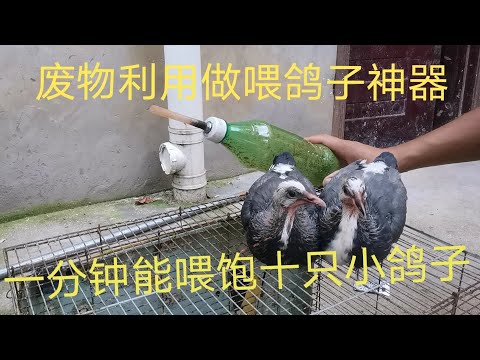 绞尽脑汁给几只小鸽子做一个实用的工具，这样喂鸽子才方便