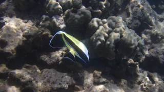 Moorish Idol Fish and a Yellow Tang etc