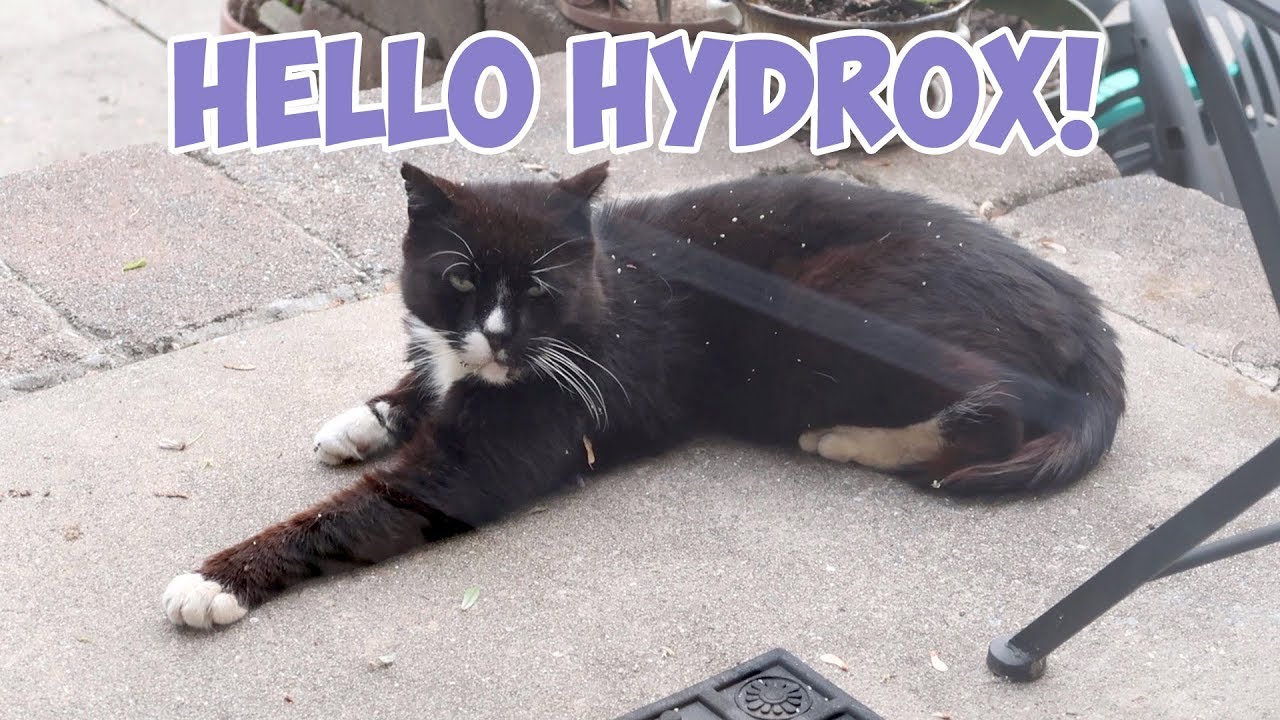 funny cats sleeping in weird positions compilation 2014 funnyplox Boo Year 2 # 190 - Simba’s Strange Sleeping, Stella In Forbidden Territory, Supplements For Hydrox