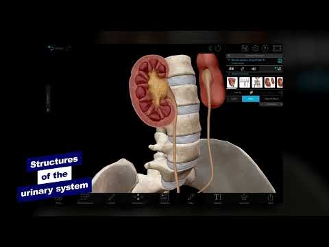 Visible Body | A Virtual Tour of the Male and Female Urinary Systems