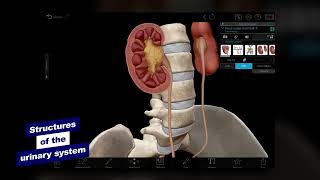 Visible Body A Virtual Tour Of The Male And Female Urinary Systems