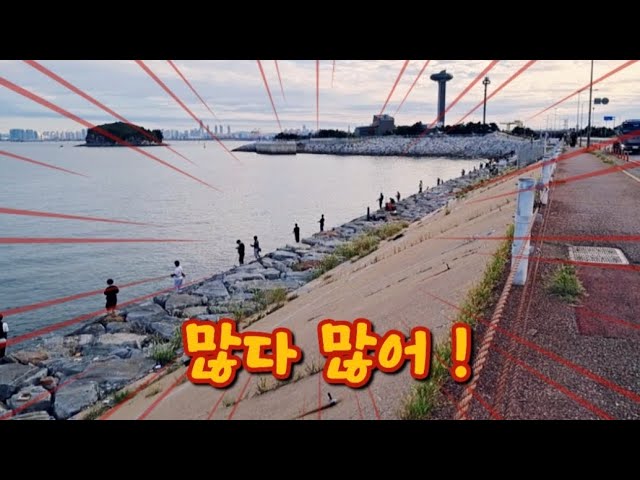 9월 22일 바다낚시 40년만에 원투 낚시에도 이런게 잡히는건 처음 보았습니다