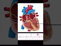 What are palpitations check out the full youtube for more details cardiology