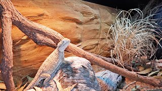 NEW Naturalistic Bearded Dragon Set Up!