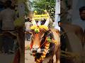 சேட்டைக்காரன்💢மாஸ் அலங்காரம்♨️#massentry #jallikattu #whatsappstatus