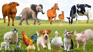 🎵 Cows Roar Loudly, Dogs & Cats 'Show Off Their Talents' - Extremely Funny Country Sound Show | C...