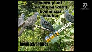 suara pikat burung perkutut kombinasi tekukur #perkutut #tekukur #suarapikat