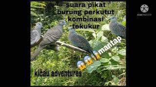 suara pikat burung perkutut kombinasi tekukur #perkutut #tekukur #suarapikat