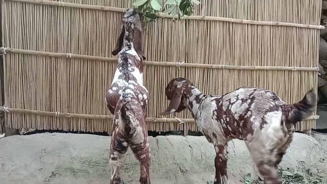 হ্যালো গাইস আপনারে দেখছেন আমাদের খামারের তোতাপুরী ছাগলের বাচ্চা বয়স মাত্র ৭০ দিন অর্থাৎ দুই মাস দশ 
