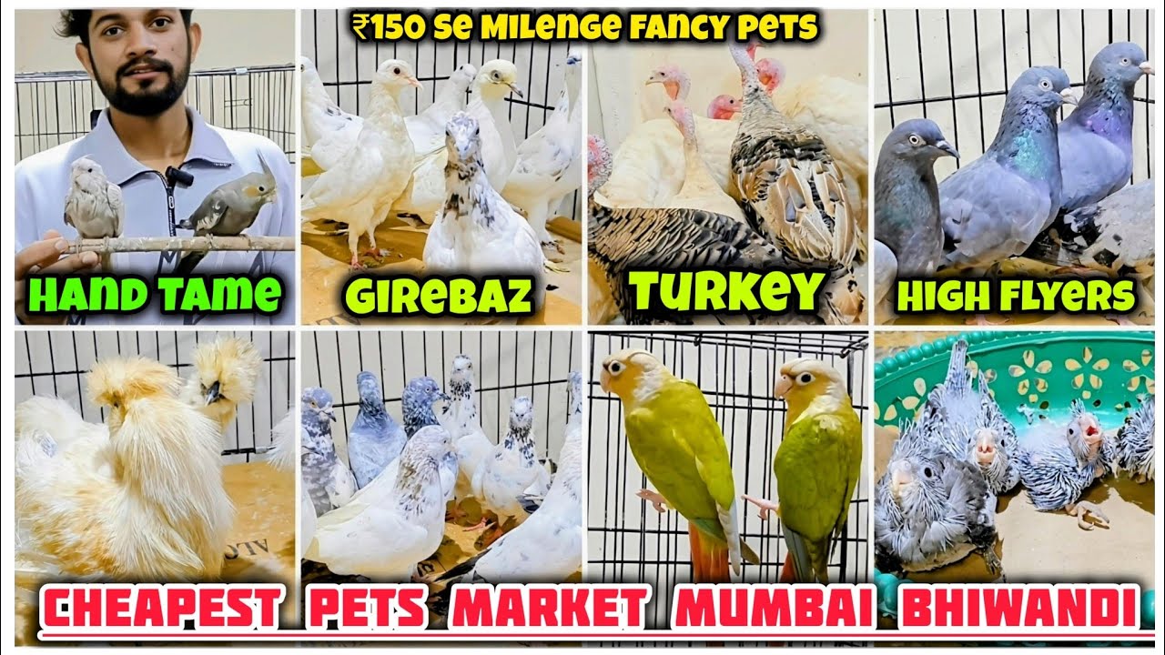 ₹150 Wholesale Fancy Pets Market Mumbai Bhiwandi | S.K Pets Hub Bhiwandi 