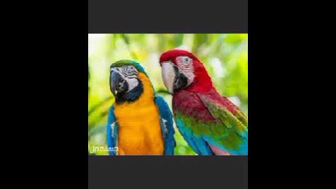 سورة الماعون و سورة قريش