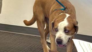 Full Napa pet of the week - Phoebe Guide