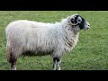 1 HOUR SHEEP SOUND EFFECTS BAA 1 HOUR SHEEP SOUND EFFECTS BAA