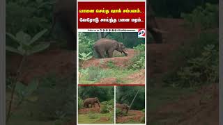Elephant Shock Incident Palm Tree Uprooted