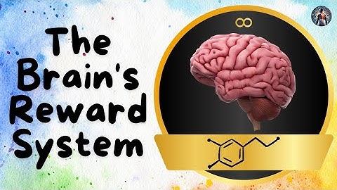 The Brain