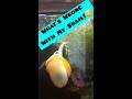 Whats Wrong With My Mystery Snail Please Comment If You Know