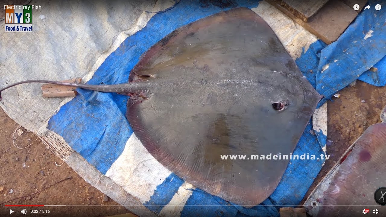 Electric Ray Fish Cleaning and cutting | Sea Foods in India street food | STREET FOOD