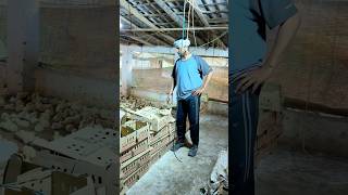 Daily management is the secret of a successful poultry farm 🚜🐓