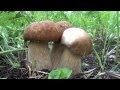 Белый гриб. Наблюдение за ростом.  Развитие в течение шести дней. Boletus Edulis in Siberia Russia