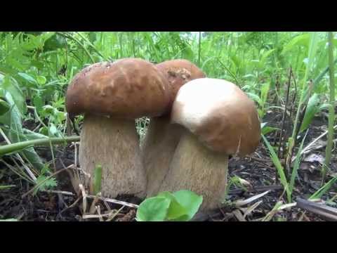 Белый гриб. Наблюдение за ростом. Развитие в течение шести дней. Boletus Edulis in Siberia Russia