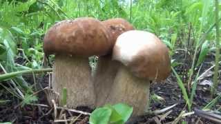 Белый гриб. Наблюдение за ростом.  Развитие в течение шести дней. Boletus Edulis in Siberia Russia(Белый гриб лучше любого мяса. Развитие в течение шести дней.Белый гриб нуждается в мощном симбиозе. И ему..., 2013-07-22T22:13:09.000Z)