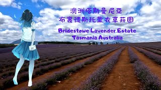 澳洲塔斯曼尼亞布裏德托薰衣草莊園 (Bridestowe Lavender Estate, Tasmania, Australia)