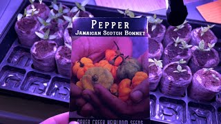 Growing Scotch Bonnet Peppers from Seed to Harvest