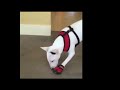 Коты и собаки в тапочках  Cats and dogs wearing shoes