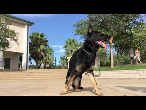 10-month-old-german-shepherd-"tracker"/-german-shepherd-trainers/best-dog-trainers-orlando