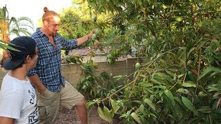 DECADES OLD Food Forest In Phoenix | Tour A Master Gardener's Yard