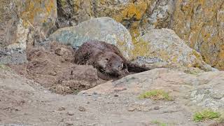 Otter in the mud, Clover Point, Victoria BC April 4th 2024