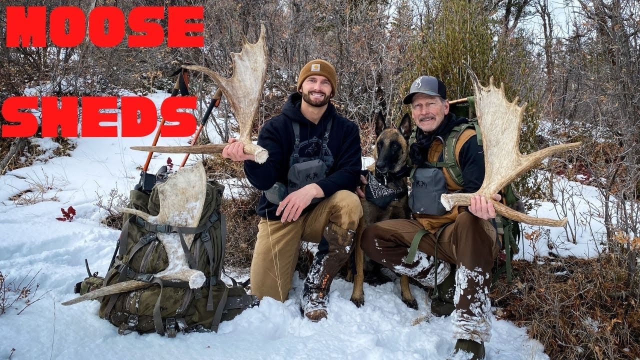 3 YEARS SAME MOOSE! SHED HUNTING YouTube
