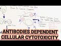 Antibodies dependent cellular cytotoxicity umerfarooqbiology7083