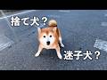 【緊急事態】リードなしで歩いていた犬を保護しました。