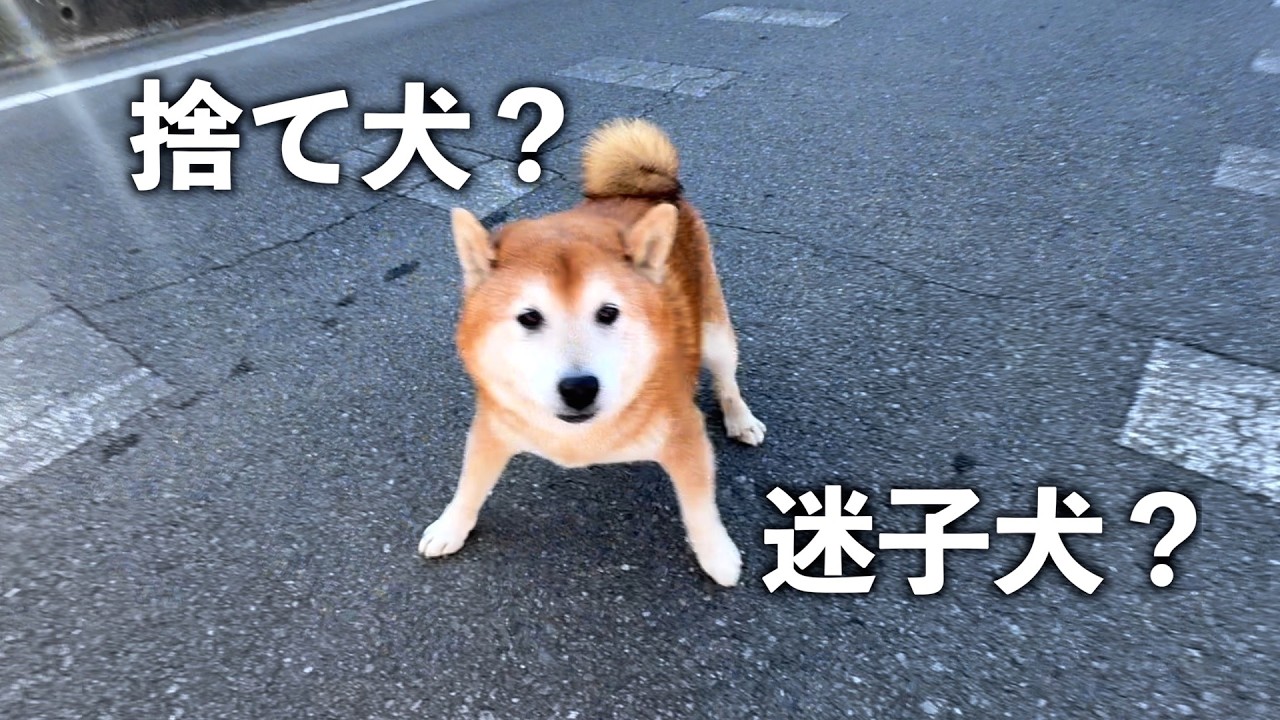 【緊急事態】リードなしで歩いていた犬を保護しました。