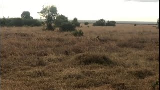 Jackal eyeballing a lion pride