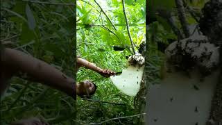 Download Lagu Lebah Gal4k hanya Pasarh di Pot0ng Madunya..!!! MP3