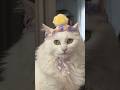 The punishment hat. #cat #catlover #cats #catvideos #catsoftiktok #catstagram #catshorts