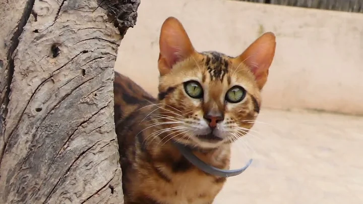 Watch the video about YAGO - very nice brown bengal boy ⭐️⭐️⭐️⭐️⭐️