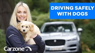 Driving Safely With Dogs: Expert Tips