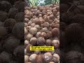 Coconut trading business 🌴🥥 #tamil #coconut #vegan #organic #business #health #shorts