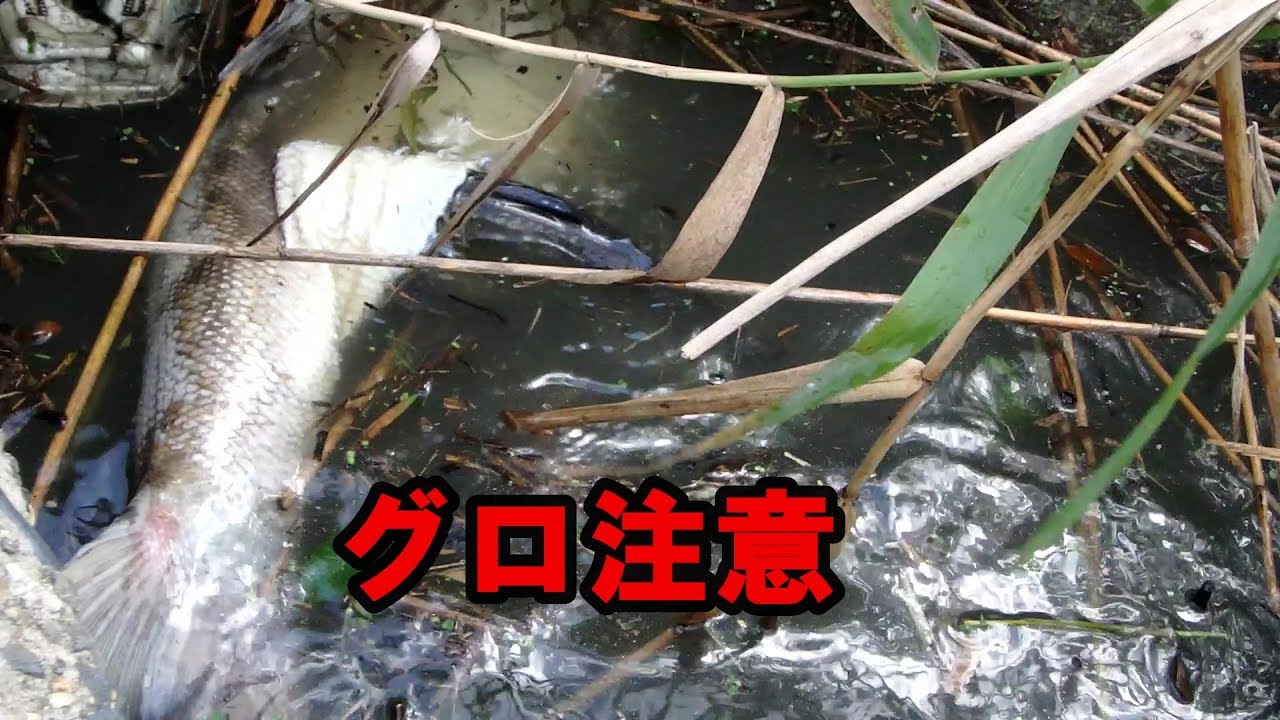 閲覧注意 アメリカナマズがレンギョの屍を食べる衝撃映像 霞ヶ浦 Youtube