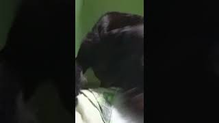 É A Amora A Shinauzer Linda Do Pai.23112025.